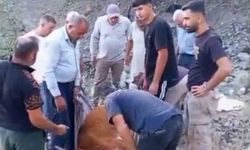 Siirt'te dağda mahsur kalan büyükbaş hayvan kurtarılamadı