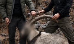 Siirt'te koruma altındaki yaban keçilerine yönelik avcılara ceza