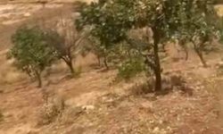 Siirt'te Yaban Domuzları Fıstık Ağaçlarını Tehdit Ediyor