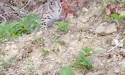 Sinop'ta nesli tükenmekte olan vaşak görüntülendi