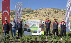 Şırnak'ta TAKE Projesi ile Sebze Hasadı Yapıldı