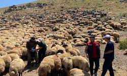Şırnak'ta Yaylalarda Hayvan Sağlığı Seferberliği Başladı