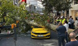 Şişli'de devrilen çınar ağacı trafikte aksamalara neden oldu