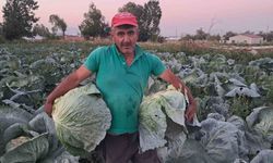 Söğütlü Mahallesi'nde lahanada hasat dönemi başladı