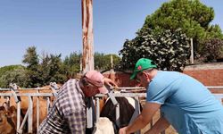 Söke'de yetiştiricilere kulak küpesi hatırlatması