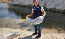 Soma'da 250 Bin Yavru Sazan Suya Salındı