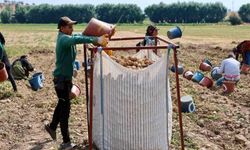 Şuhut'ta patates hasadı sürüyor
