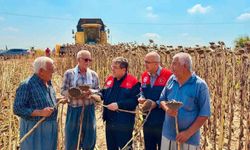 Tarsus'ta ayçiçeği rekoltesi 4 bin 485 ton olarak öngörülüyor