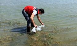 Tekirdağ'da 150 Bin Balık Göletlere Salındı