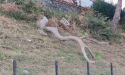 Tekirdağ'da kuvvetli poyraz ağaçları devirdi