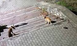 Tilki, kedi ve kirpi aynı parkta buluştu