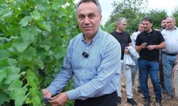 TOGÜ bağlarında sezonun ilk üzüm hasadı gerçekleştirildi