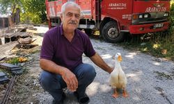 Torunların ilgisi azaldı, dedenin dostu ördek oldu