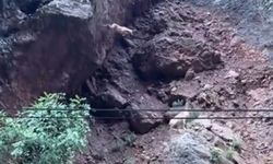 Tunceli'de dağ keçisi kayalıklardan atladı: O anlar görüntülendi