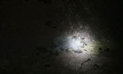 Tunceli'de gece kameraları domuz ve ayıyı aynı karede yakaladı