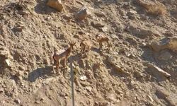 Tunceli'de nesli tükenme tehlikesindeki dağ keçileri kaydedildi