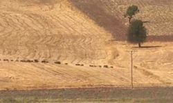 Tunceli'nin Çemişgezek İlçesinde Domuz Sürüsü Görüntülendi