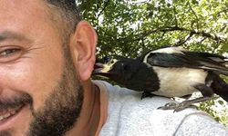 Uğur Karahan'ın omzundan inmeyen dostu: Perişan saksağan