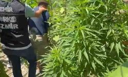 Urla'da Kenevir Ekimi İle İlgili Operasyon Gerçekleştirildi