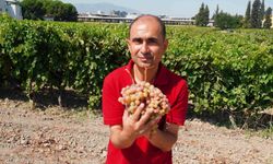 Üzüm gibi görünen çilek tadı