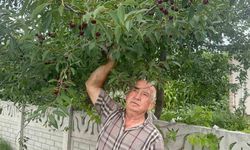 Vişne Stokları Azaldı, Sultandağı Ürünleri Değer Kazandı
