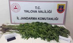 Yalova'da uyuşturucu baskını: 3 kişi gözaltında