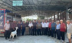 Yangınla Yüzleşen Seydikemer'e Küçükbaş Hayvan Desteği