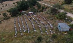 Yapay Zeka ile Arıcılıkta Yenilikçi Dönüşüm