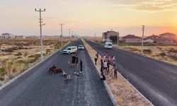 Yaralı ata 4 saat süren zorlu kurtarma operasyonu- Video