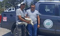 Yaralı Leylek Kurtarıldı ve Tedavi Altına Alındı
