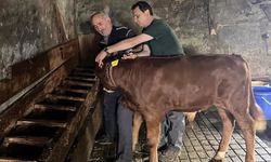 Yaylatepe'de buzağıların kimliklendirme işlemleri tamamlandı