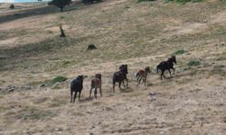Yılkı Atlarının Doğal Yaşamı Kızılcahamam Yaylalarında Görüntülendi
