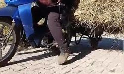 Yüksekova'da çiftçinin yaratıcı çözümü: Motosikletle ot taşıdı