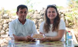 Yuntdağı Fıstığı Hasat Şenliği İçin Hazırlıklar Tamamlanıyor