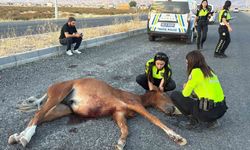 Zehirli bir kazada yaralanan at için 4 saat süren kurtarma mücadelesi