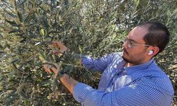 Zeytin hasadı bu yıl erken başlayabilir
