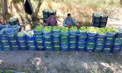 86 Yaşındaki Çiftçi, Yetiştirdiği Biberlerle Bölgenin İhtiyacını Karşılıyor
