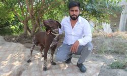 Adana'da Köpeğe Sopayla Şiddet Anbean Kamerada