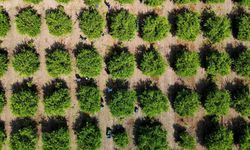 Adana'da Limon Üreticileri Rusya'dan Gelen Gemilerin Durmasıyla Endişeli