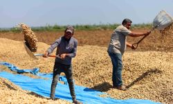 Adana'da yer fıstığı hasadı başladı, 135 bin ton rekolte hedefleniyor