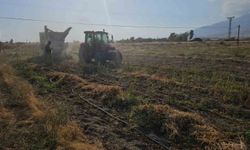 Adilcevaz'da Fasulye Hasadı Coşkuyla Başladı