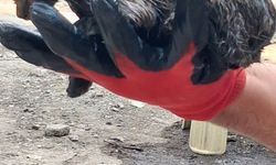 Ağrı'da ziftle kaplanan yavru kedi, itfaiye sayesinde hayata döndü