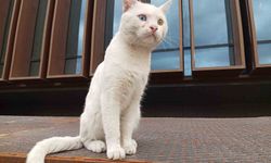 Atakum'un Sokaklarında Göz Kamaştıran İki Renkli Kedi