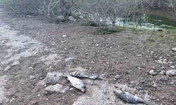 Ayvacık Barajı'nda Gizemli Balık Ölümleri İnceleniyor