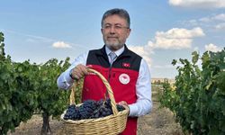 Bakan Yumaklı: Türkiye'de 3.85 Milyon Ton Üzüm Üretimi Bekleniyor