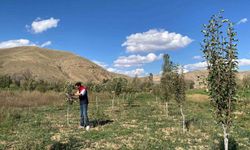 Bayburt'ta Meyve Bahçelerinde Ürün ve Hastalık Kontrolü Devam Ediyor