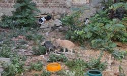 Bir Kediyle Başladı, Bir Kedi Cenneti Oldu