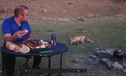 Bitlis'te Piknikteki Davetsiz Misafir: Tilki