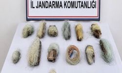 Bolu'da 22,5 Metre Uzunluğunda Kaçak Ağlar Ele Geçirildi