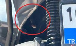 Bursa'da motosikletten fırlayan yılan sürücüyü korkuttu